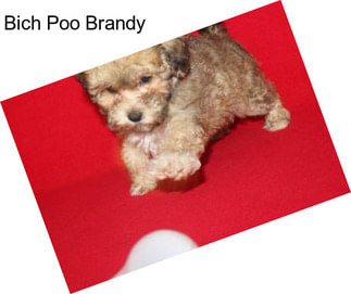 Bich Poo Brandy