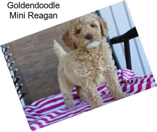 Goldendoodle Mini Reagan