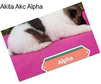 Akita Akc Alpha