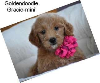 Goldendoodle Gracie-mini