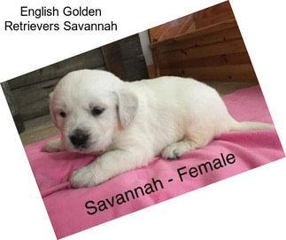 English Golden Retrievers Savannah