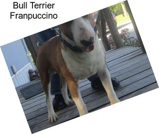 Bull Terrier Franpuccino