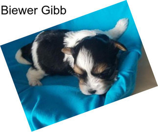 Biewer Gibb