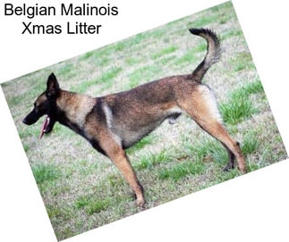 Belgian Malinois Xmas Litter