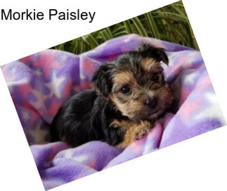 Morkie Paisley