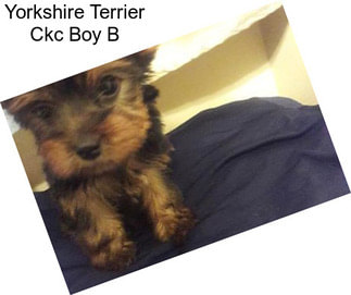 Yorkshire Terrier Ckc Boy B