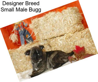 Designer Breed Small Male Bugg