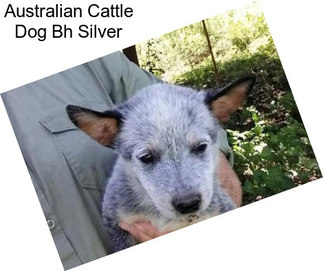 Australian Cattle Dog Bh Silver