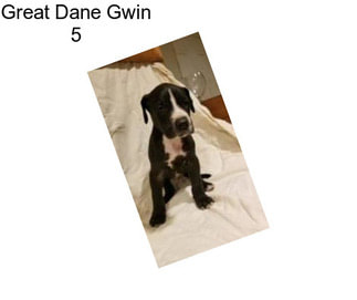 Great Dane Gwin 5