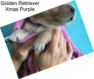 Golden Retriever Xmas Purple