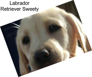 Labrador Retriever Sweety