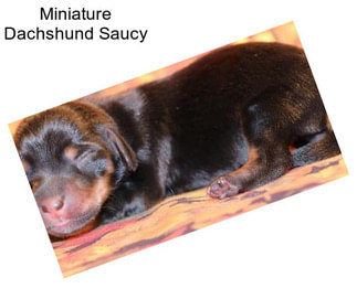 Miniature Dachshund Saucy