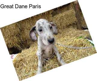 Great Dane Paris