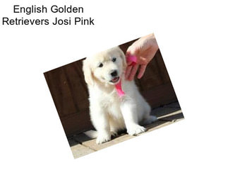 English Golden Retrievers Josi Pink