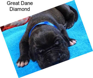 Great Dane Diamond