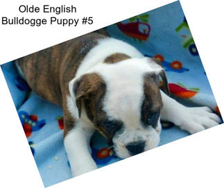 Olde English Bulldogge Puppy #5