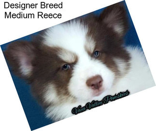 Designer Breed Medium Reece
