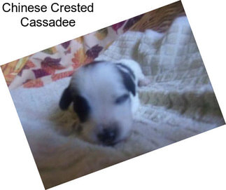 Chinese Crested Cassadee