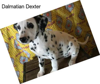 Dalmatian Dexter