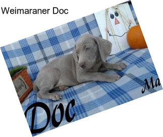 Weimaraner Doc