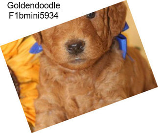 Goldendoodle F1bmini5934