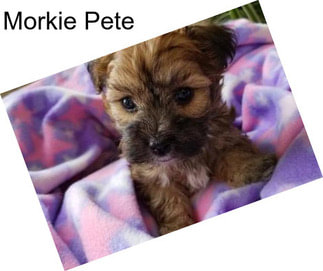 Morkie Pete