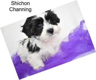 Shichon Channing