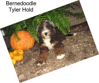 Bernedoodle Tyler Hold