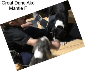 Great Dane Akc Mantle F