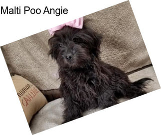 Malti Poo Angie