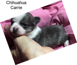 Chihuahua Carrie