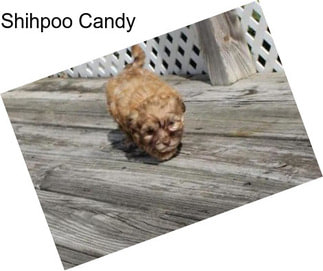 Shihpoo Candy