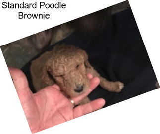 Standard Poodle Brownie