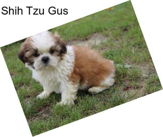 Shih Tzu Gus