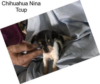 Chihuahua Nina Tcup