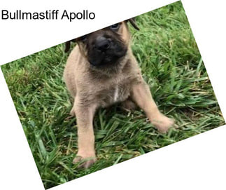 Bullmastiff Apollo