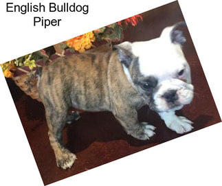 English Bulldog Piper