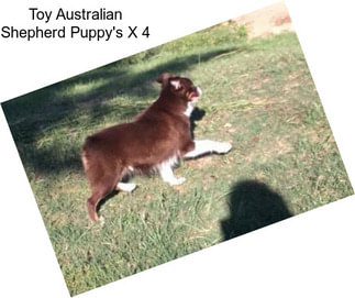 Toy Australian Shepherd Puppy\'s X 4