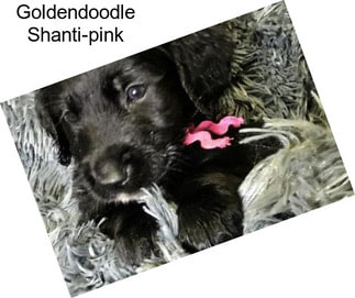 Goldendoodle Shanti-pink