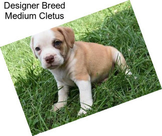 Designer Breed Medium Cletus