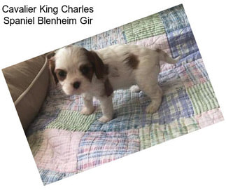 Cavalier King Charles Spaniel Blenheim Gir