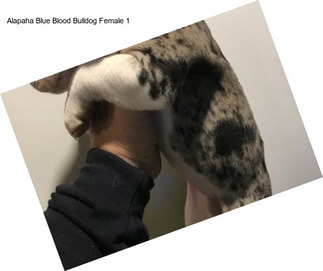 Alapaha Blue Blood Bulldog Female 1