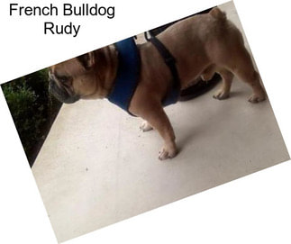 French Bulldog Rudy