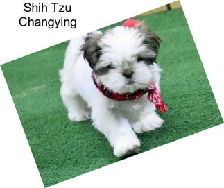 Shih Tzu Changying