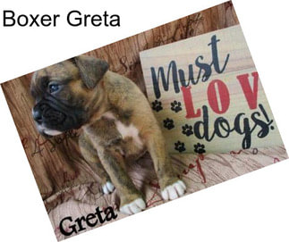 Boxer Greta