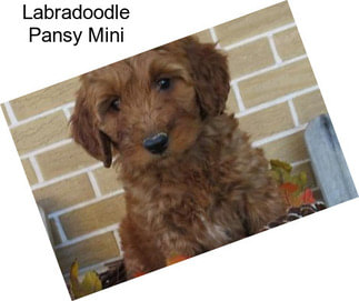 Labradoodle Pansy Mini