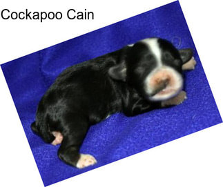 Cockapoo Cain