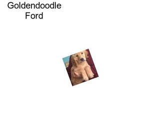 Goldendoodle Ford