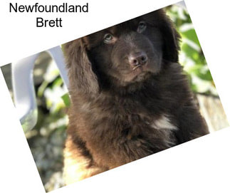 Newfoundland Brett