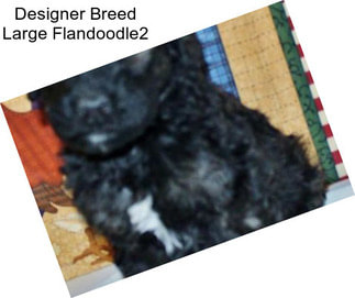 Designer Breed Large Flandoodle2